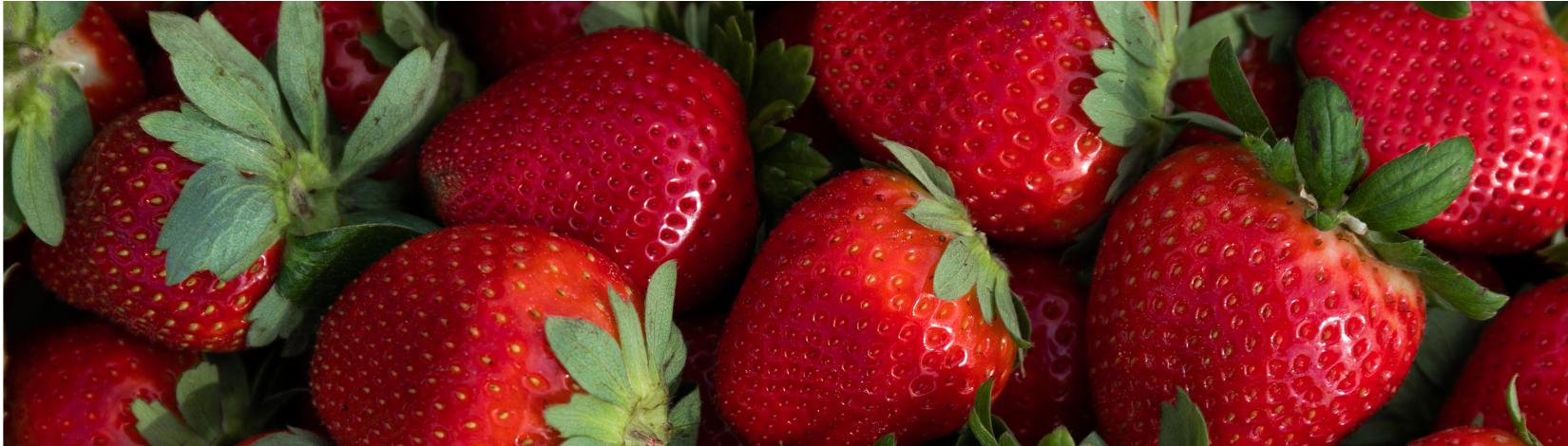 Strawberries 1650 x 470